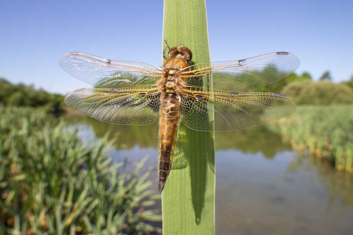 Four Spotted Chaser Dragonfly wideangle 3